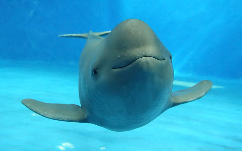 “数字江豚”还长江一个微笑，从华为云“城市一朵云”见证科技温度